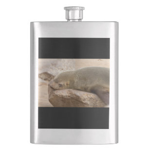 Young sea lion flachmann