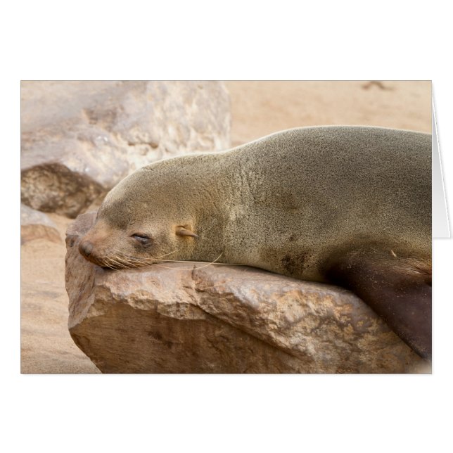 Young Sea Löwe (Vorderseite (Horizontal))