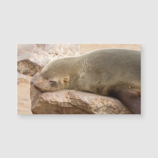 Young Sea Löwe Magnetkarte (Vorderseite)