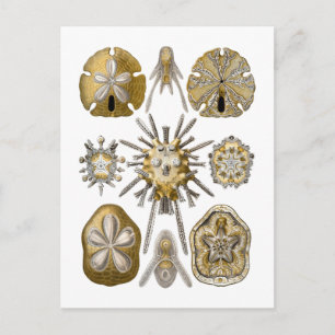 Young Sea Urchins Postkarte