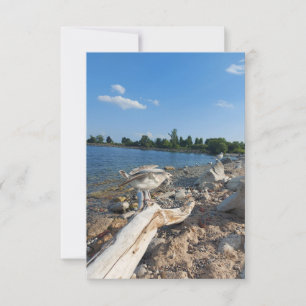 Young Seagull am See