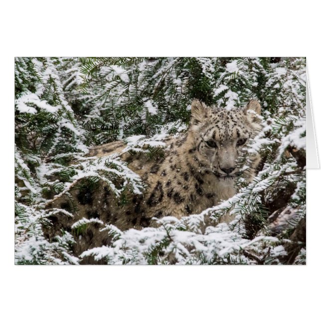 Young Snow Leopard (Vorderseite (Horizontal))