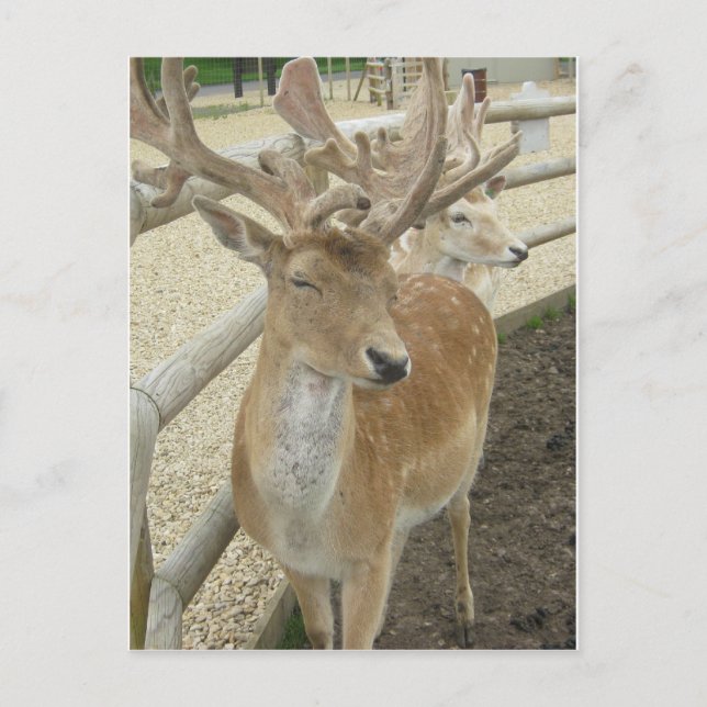 Young Stags Postkarte (Vorderseite)
