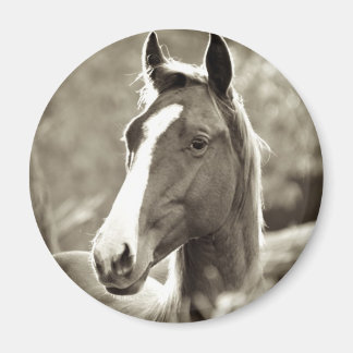 Young Stallion Magnet