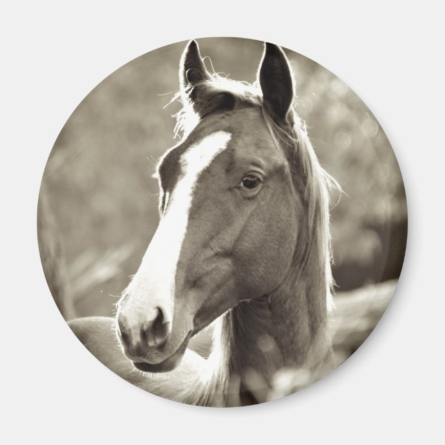 Young Stallion Magnet (Vorne)