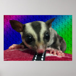Young Sugar Glider Poster