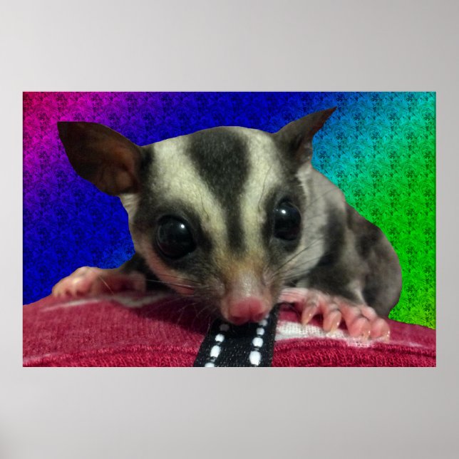 Young Sugar Glider Poster (Vorne)