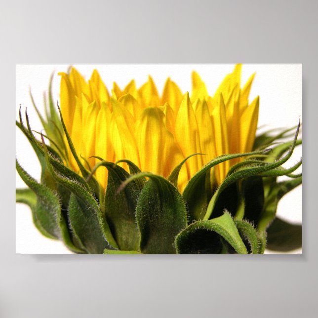 Young Sunflower Poster (Vorne)