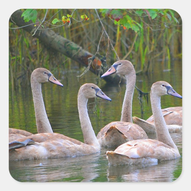 Young Swans Sticker (Vorderseite)
