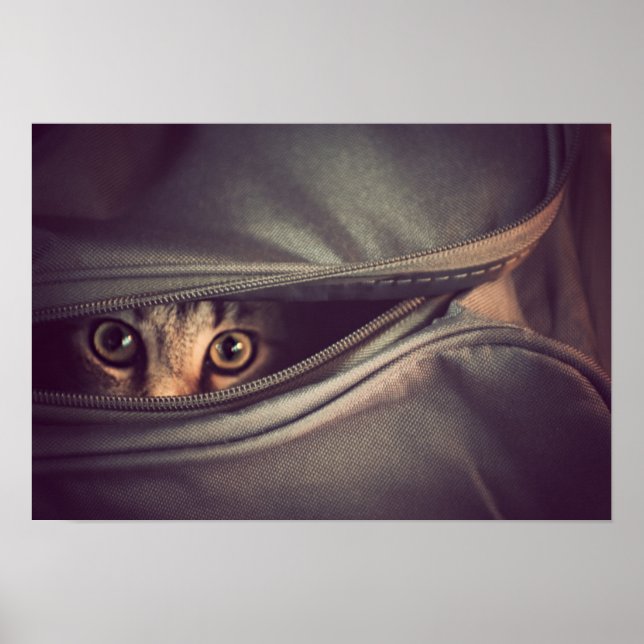 Young Tabby Kitten Poster (Vorne)