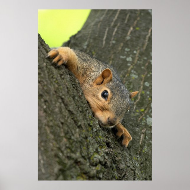 Young Tree Eichhörnchen Poster (Vorne)