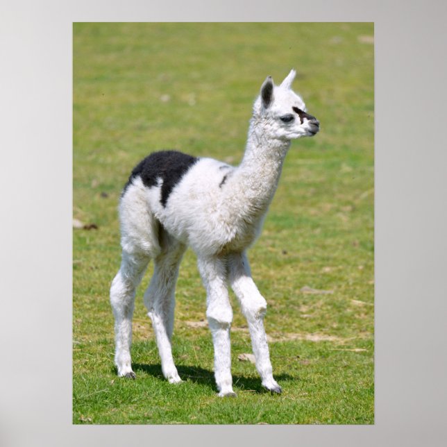 Young white an black alpaca postcard T - Shirt Poster (Vorne)