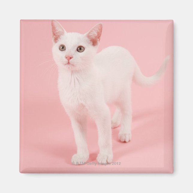 Young white cat 2 magnet (Vorne)