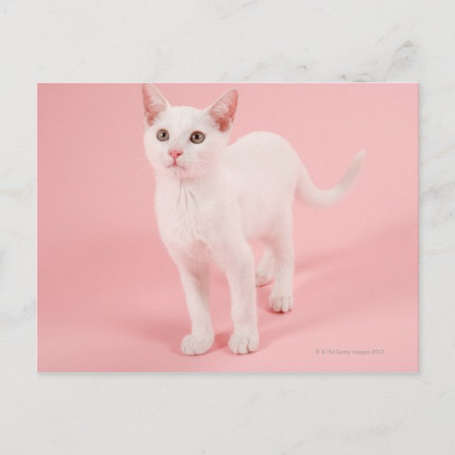Young white cat 2 postkarte (Vorderseite)