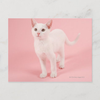 Young white cat 2 postkarte