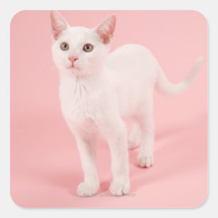 Young white cat 2 quadratischer aufkleber
