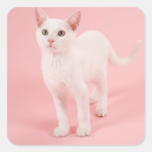 Young white cat 2 quadratischer aufkleber (Vorderseite)