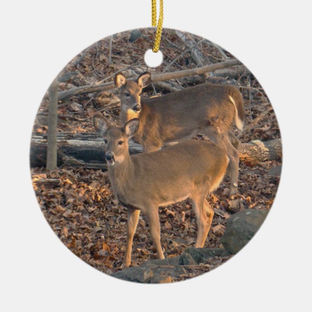 Young Whitetail Deer Christmas Ornament (Vorne)