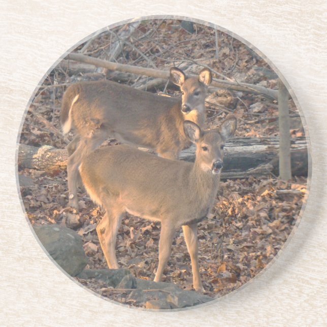 Young Whitetail Deer Series Sandstein Untersetzer (Vorne)