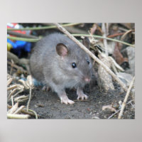 Young Wild Rat Print