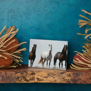 Young Wild Stallions Fotoplatte