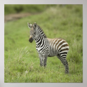 Young Zebra In The Serengeti Plain Poster