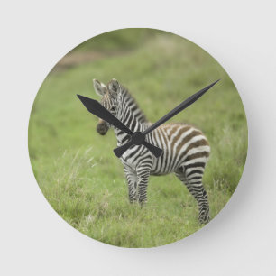 Young Zebra In The Serengeti Plain Runde Wanduhr