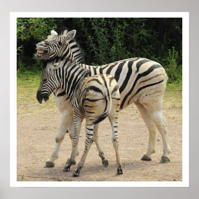Young Zebra und Mutter Playing Poster (Vorne)