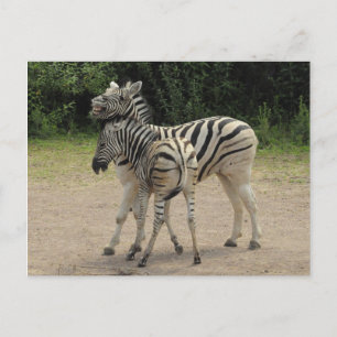 Young Zebra und Mutter Playing Postkarte