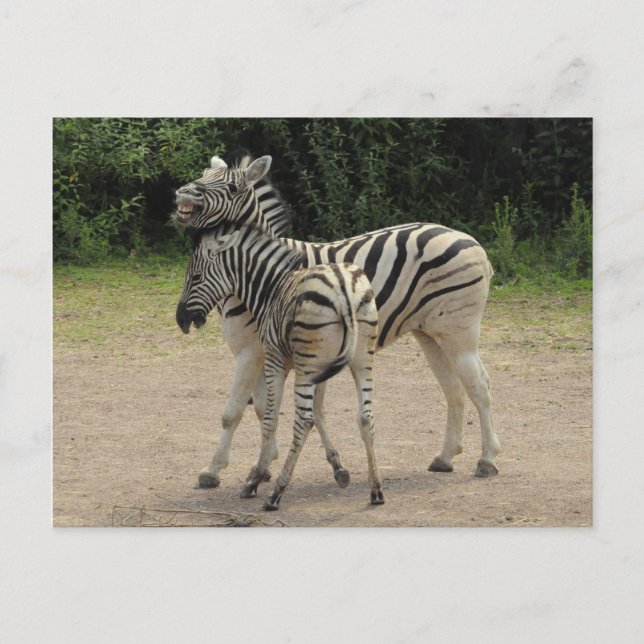 Young Zebra und Mutter Playing Postkarte (Vorderseite)