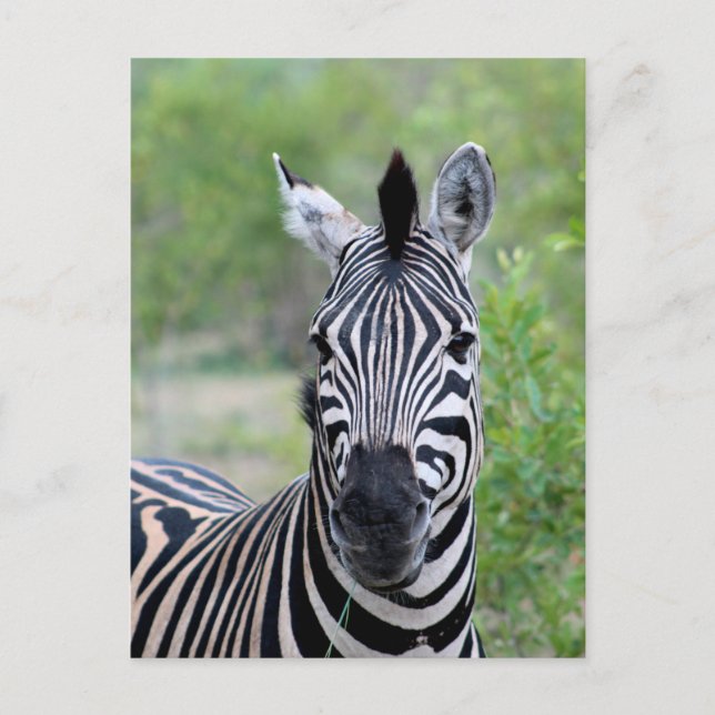 Young Zebra Wildlife of Africa Postkarte (Vorderseite)