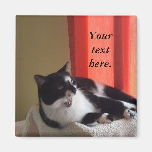 Your Text Words Tuxedo Cat Photo Magnets Magnet