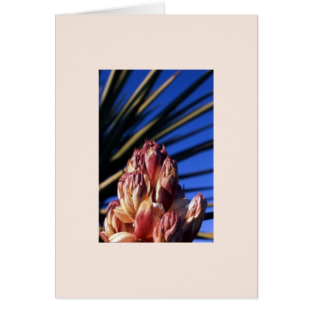 Yucca #1 (Vorne)