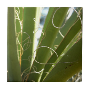 Yucca-Blätter Grüne Naturfotografie Fliese