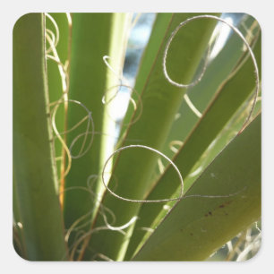Yucca-Blätter Grüne Naturfotografie Quadratischer Aufkleber