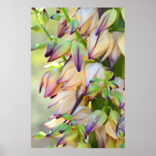 Yucca-Blume-Plakat Poster