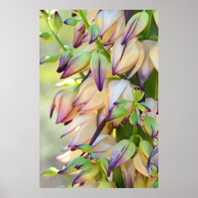 Yucca-Blume-Plakat Poster (Vorne)