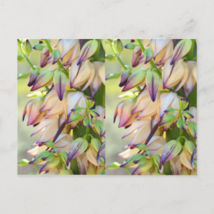 Yucca-Blume Postkarte
