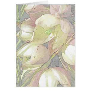 Yucca-Blüte in farbigem Bleistift