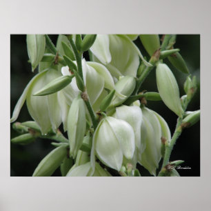 Yucca-Blüte Poster