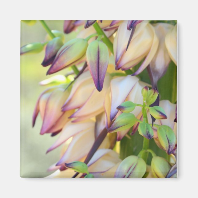Yucca Flowers Magnet (Vorne)