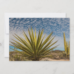 Yucca in der Wüste, Mexiko Dankeskarte