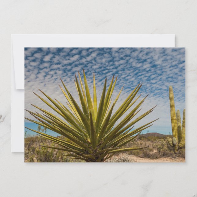 Yucca in der Wüste, Mexiko Dankeskarte (Vorderseite)