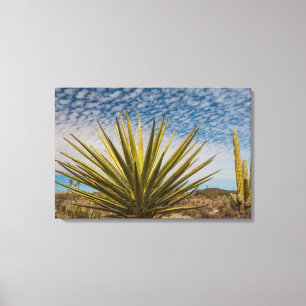 Yucca in der Wüste, Mexiko Leinwanddruck