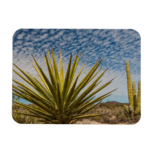 Yucca in der Wüste, Mexiko Magnet