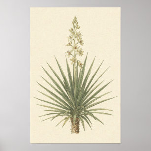 Yucca-Pflanze Botanisches Poster