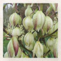 Yucca-Pflanze