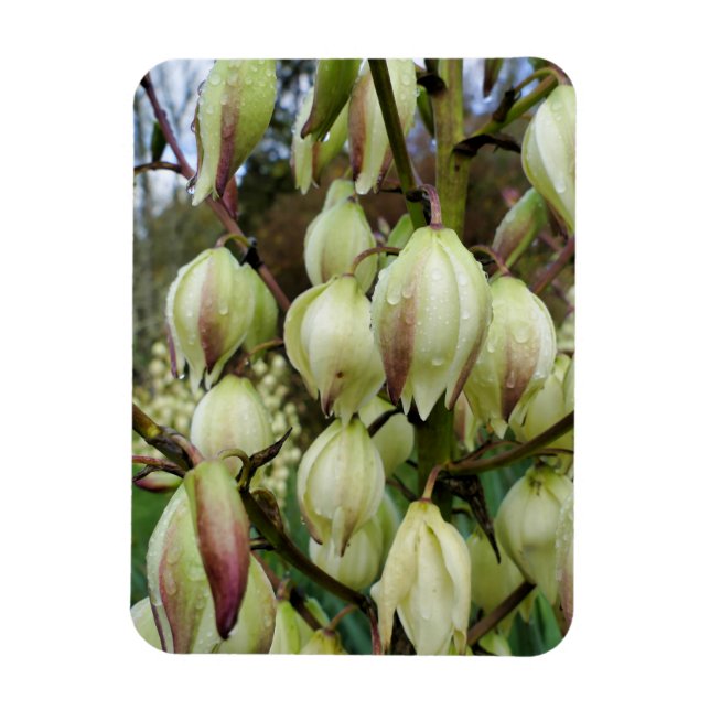 Yucca-Pflanze Magnet (Vertikal)