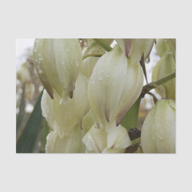 Yucca-Pflanze Seidenpapier (Vorderseite)