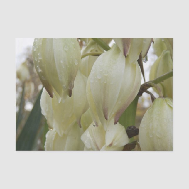 Yucca Plant  Seidenpapier (Vorderseite)